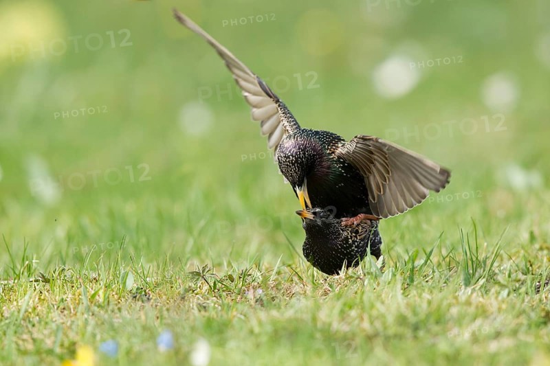 Common Starling (Sturnus vulgaris) pair mating, Bavaria, Germany