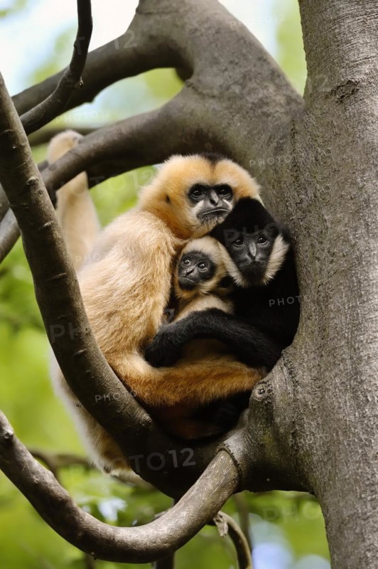 Northern white-cheeked gibbon (Nomascus leucogenys), male and female with young, captive, occurring in Asia