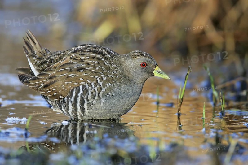 Australian Crake (Porzana fluminea), Australian Capital Territory, Australia