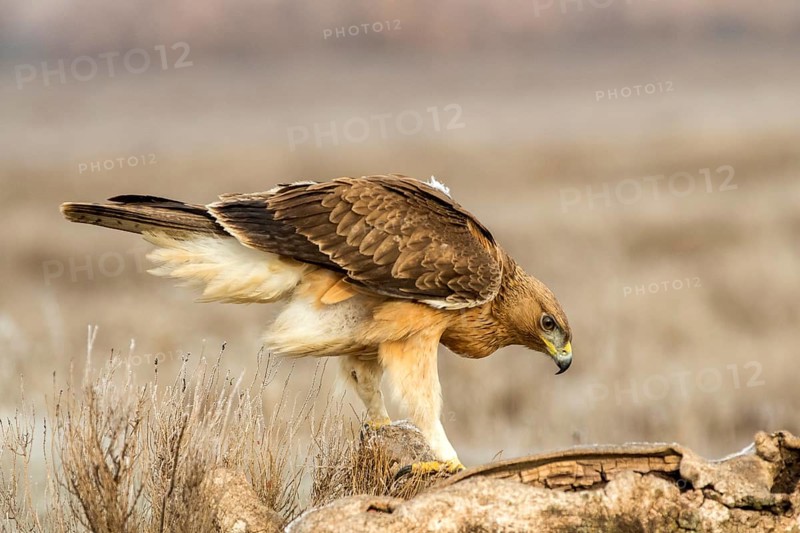 Bonelli's Eagle (Aquila fasciata) juvenile, Castile-La Mancha, Spain