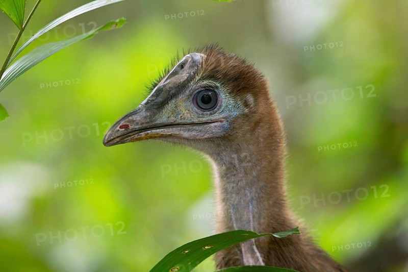 Southern Cassowary (Casuarius casuarius) juvenile, Queensland, Australia