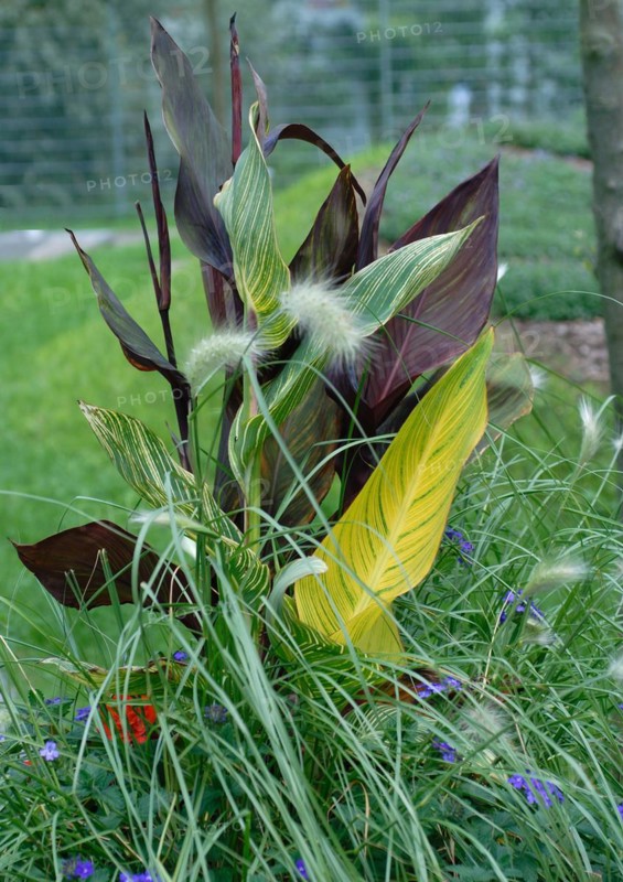 Canna indica hybrid