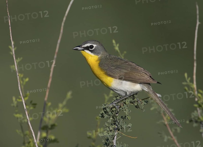 Yellow-breasted Chat (Icteria virens), Arizona, USA