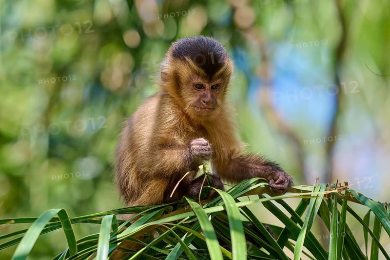 Young monkey sitting relaxed on palm branches in the greenery, capuchin monkey (Sapajus apella), Pantanal, Mato Grosso, Brazil