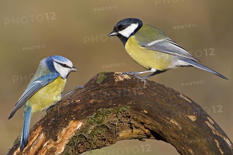 Eurasian Blue Tit & Great Tit (Cyanistes caeruleus & Parus major), Saxony-Anhalt, Germany