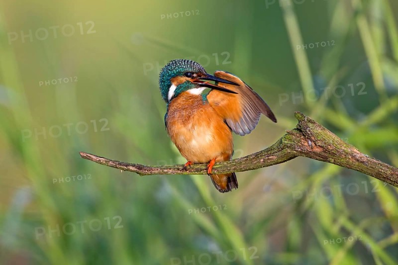 Common Kingfisher (Alcedo atthis) male preening, Saxony-Anhalt, Germany