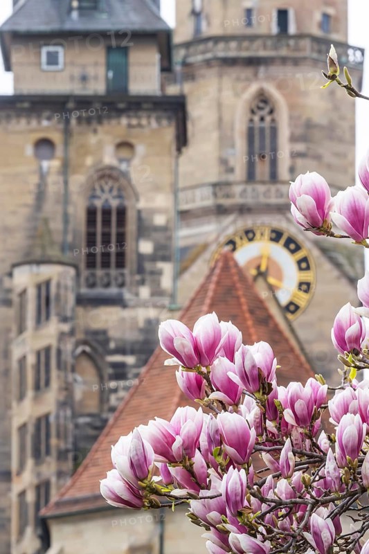Magnolia blossom in Stuttgart. Magnolias (Magnolia) bloom in spring on Schlossplatz in front of the two towers of the historic collegiate church. Stuttgart, Baden-Württemberg, Germany