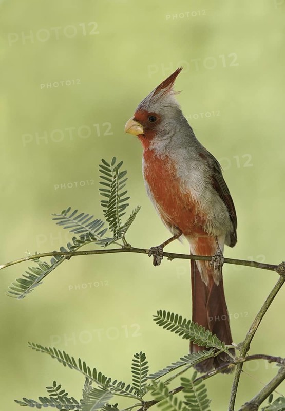 Pyrrhuloxia (Cardinalis sinuatus) male, Arizona, USA