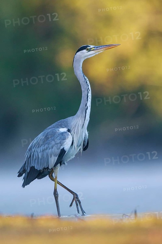 Grey Heron (Ardea cinerea), North Rhine-Westphalia, Germany