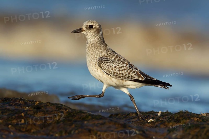 Grey plover (Pluvialis squatarola) adult wading bird in winter plumage running on rocks on a shoreline, Norfolk, England, United Kingdom
