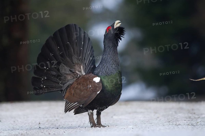 Western Capercaillie (Tetrao urogallus) male, Baden-Wuerttemberg, Germany