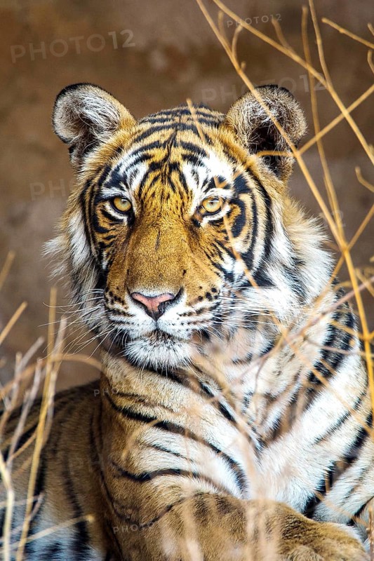 Bengal tiger (Panthera tigris tigris), tigress Mutschili, National Park, Radjasthan, India