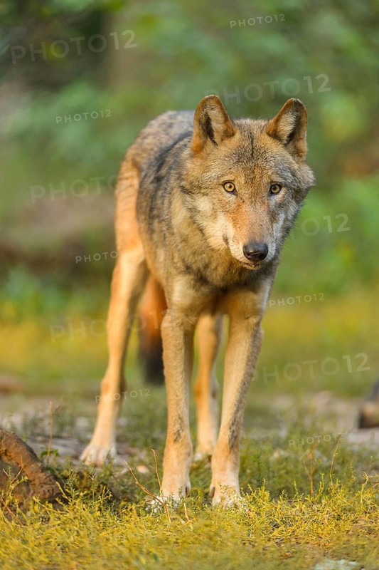 Wolf (Canis lupus), at sunrise in forest, summer, Germany