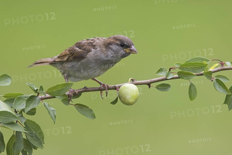 House Sparrow (Passer domesticus) male, Berlin, Germany