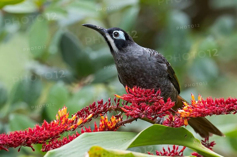 Belford's Melidectes (Melidectes belfordi) perched on a branch in Papua New Guinea