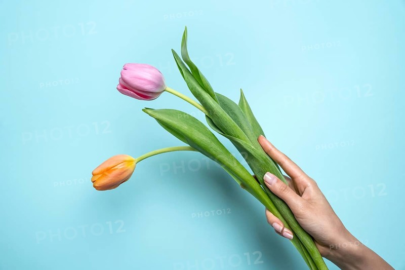 A hand gently holds two vibrant tulips, one pink and one orange, against a soft blue background. The fresh flowers and serene setting evoke feelings of spring and renewal
