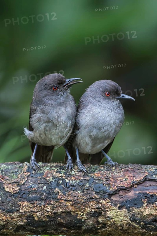Long-tailed Sibia (Heterophasia picaoides) pair, Malaysia