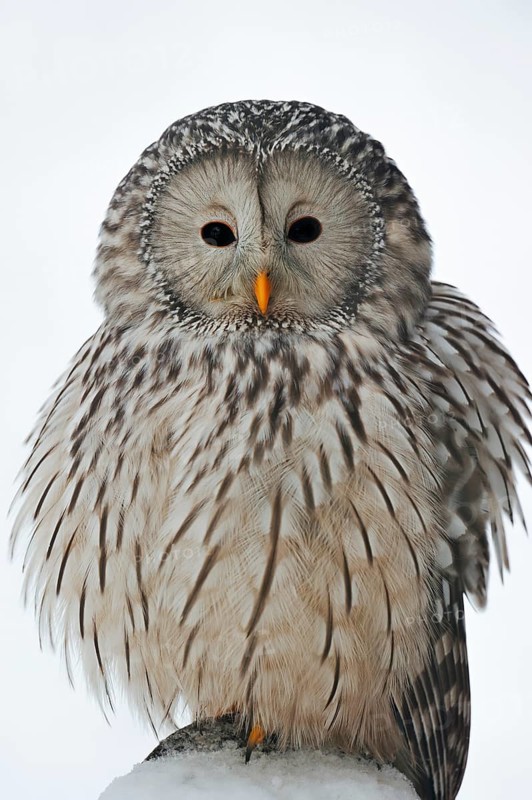Ural owl (Strix uralensis) in winter, Bavarian Forest, Germany