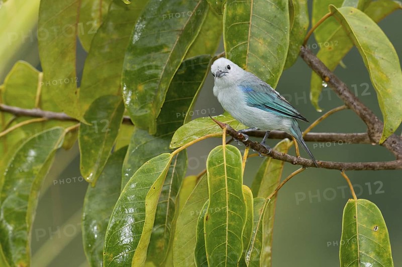 Blue-grey Tanager (Thraupis episcopus), Costa Rica