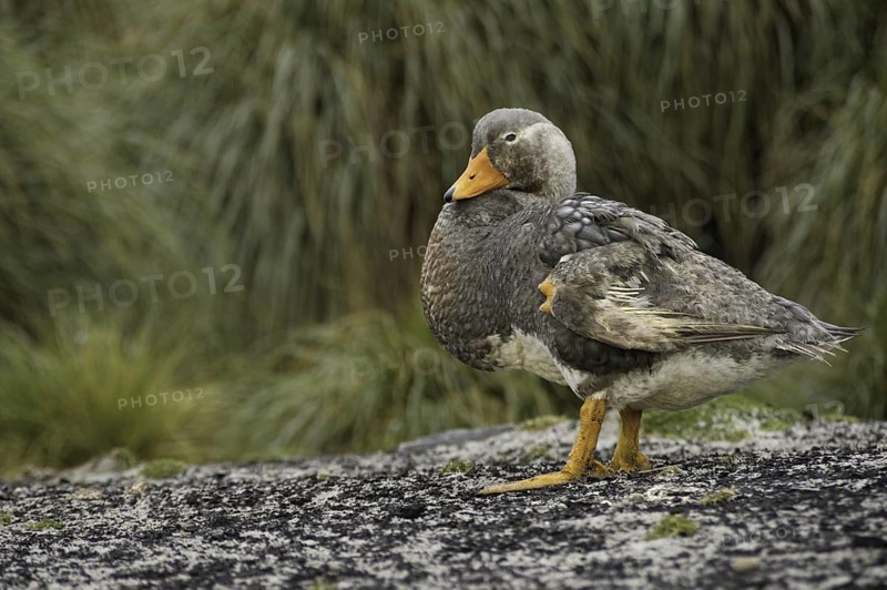Flying Steamer Duck (Tachyeres patachonicus), Falkland Islands
