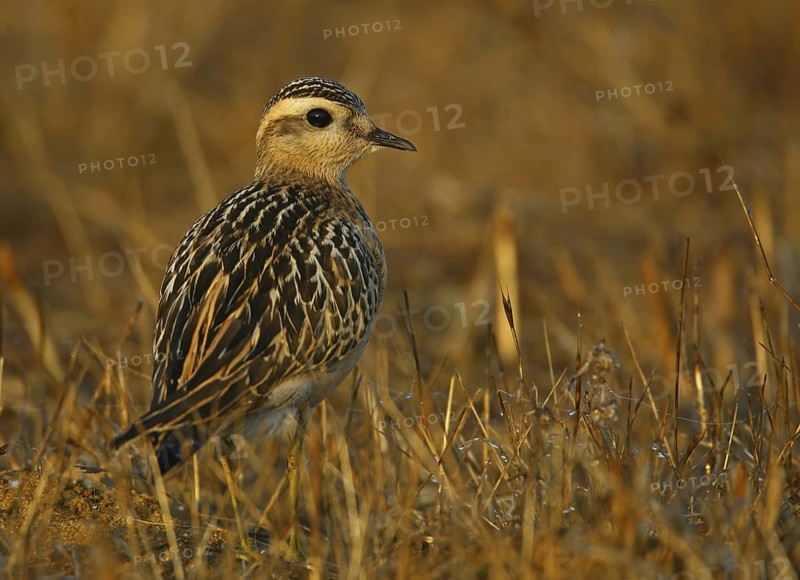 Eurasian Dotterel (Charadrius morinellus), Cabo Espichel, Portugal