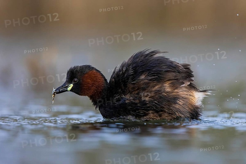 Little Grebe (Tachybaptus ruficollis) with fish prey in its beak, North Rhine-Westphalia, Germany