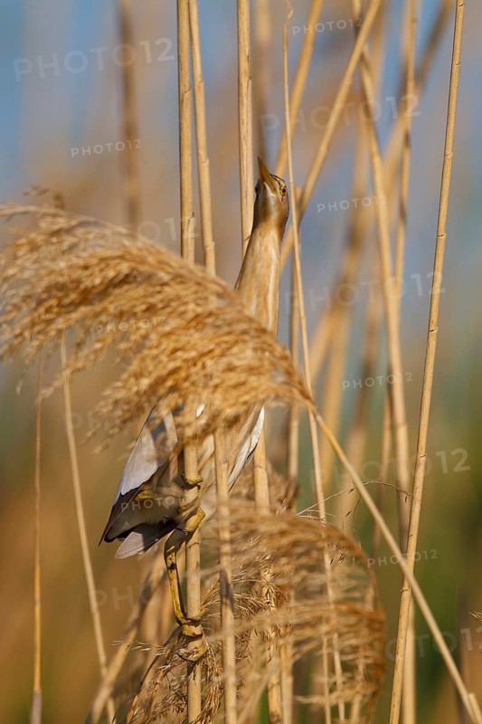 Little Bittern (Ixobrychus minutus) male, Greece