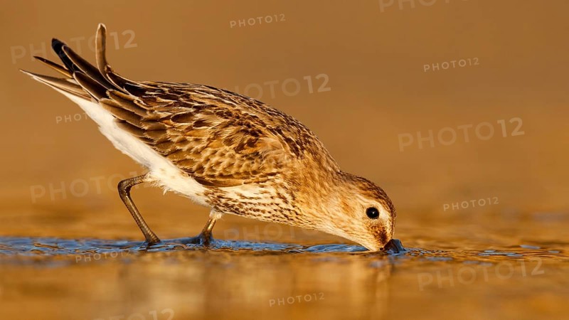 Dunlin (Calidris alpina) foraging, Asturias, Spain