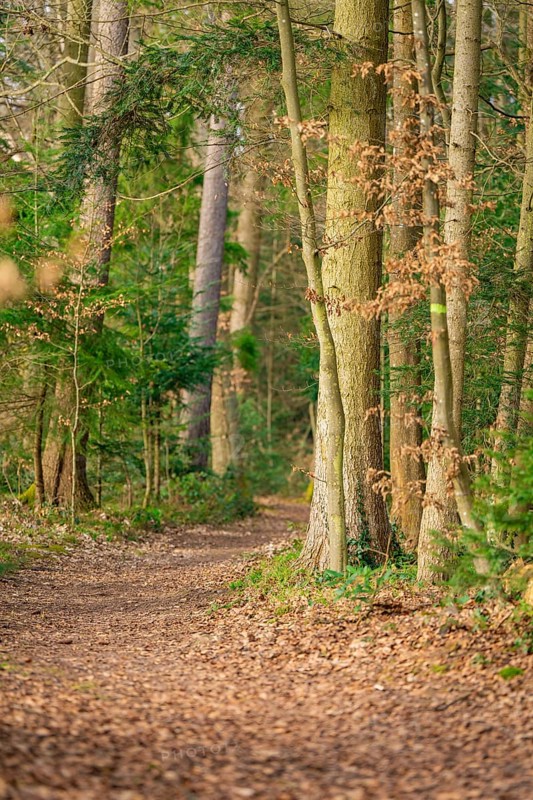 Forest path covered with foliage, lined with trees, quiet and idyllic atmosphere, Calw, Black Forest, Germany