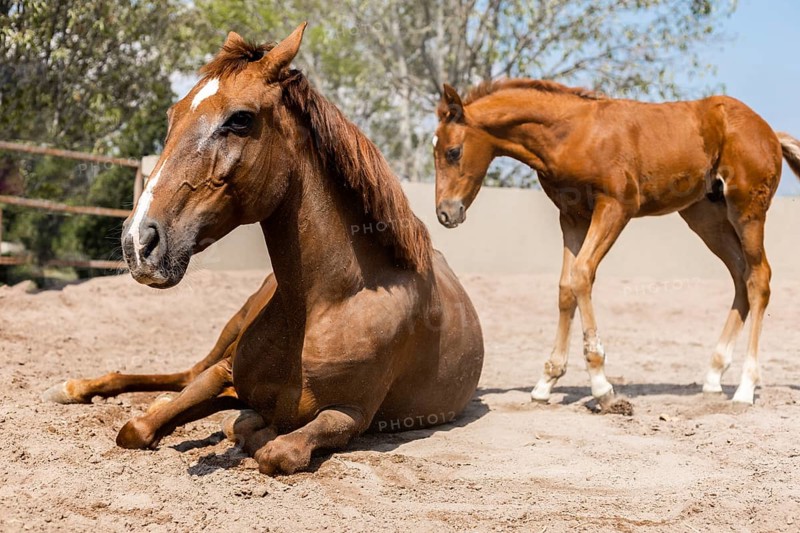 A young foal stands beside a resting adult horse on a sunny day in a sandy paddock. The foal appears curious as it observes its surroundings, with trees in the background
