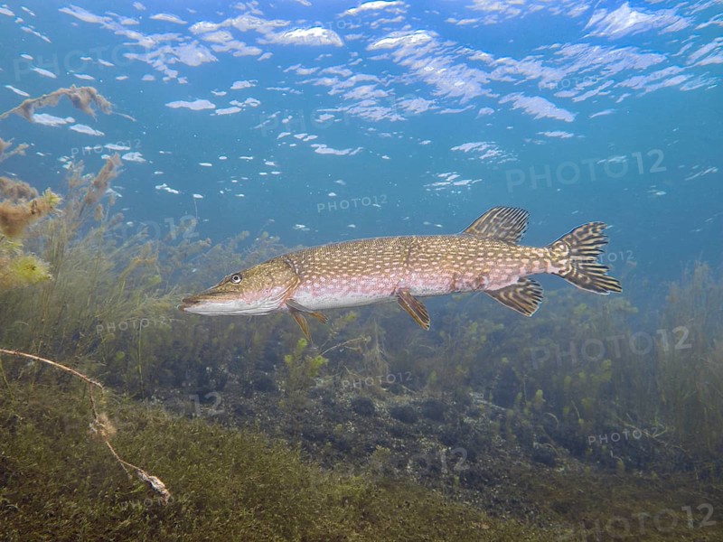 A pike (Esox lucius) swims in clear water between plants, calm and natural atmosphere. Dive site car park Post, Überlingen, Lake Constance, Germany