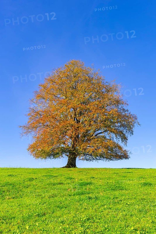 A solitary tree in full autumn splendour rises in a meadow under a clear sky, copper beech (Fagus sylvatica) in autumn, Rieden am Forggensee, Ostallgäu, Allgäu, Swabia, Bavaria, Germany