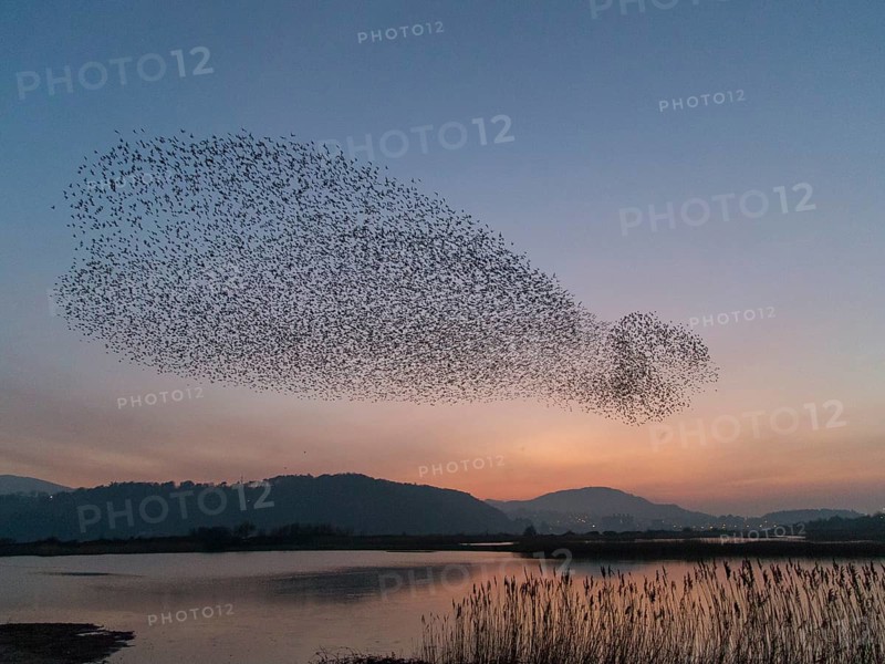 Common Starling (Sturnus vulgaris) huge flock flying in formation, Wales, United Kingdom