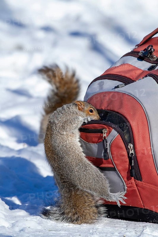 Eastern gray squirrel (sciurus carolinensis) in search of food in a backpack, Montreal botanical garden, province of Quebec, Canada