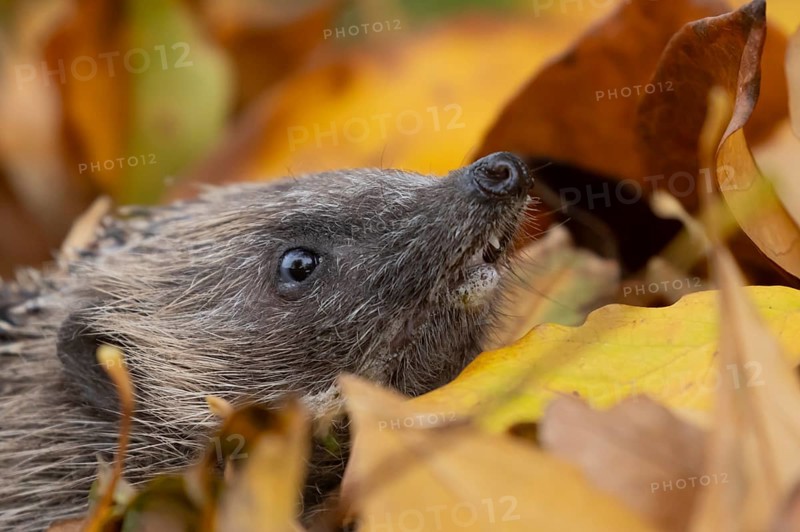 European hedgehog (Erinaceus europaeus) adult animal amongst fallen autumn leaves, England, United Kingdom