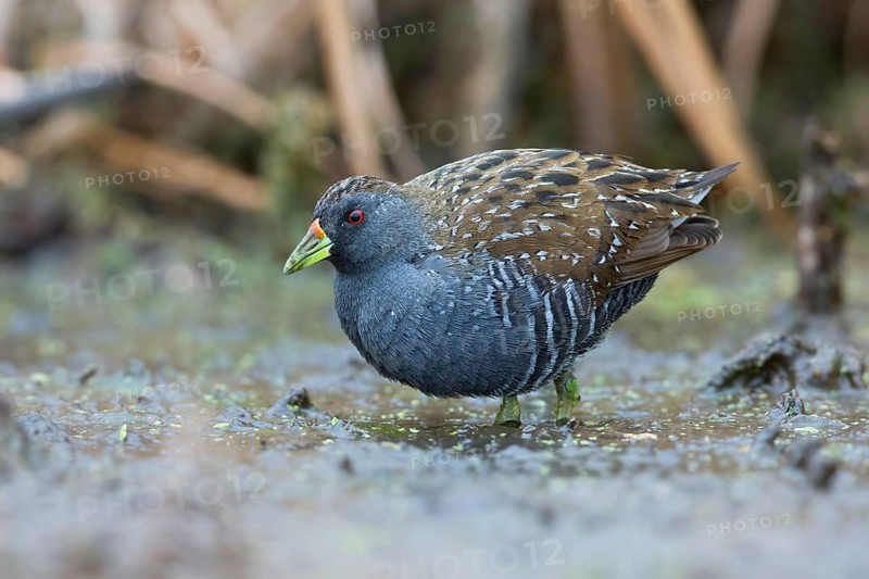 Australian Crake (Porzana fluminea) foraging, Victoria, Australia