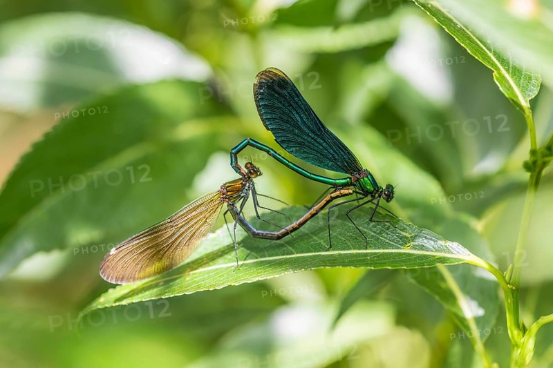 Blue-winged damselfly (Calopteryx virgo) during copulation, Dillendorf Liederbach, Rhineland-Palatinate, Germany