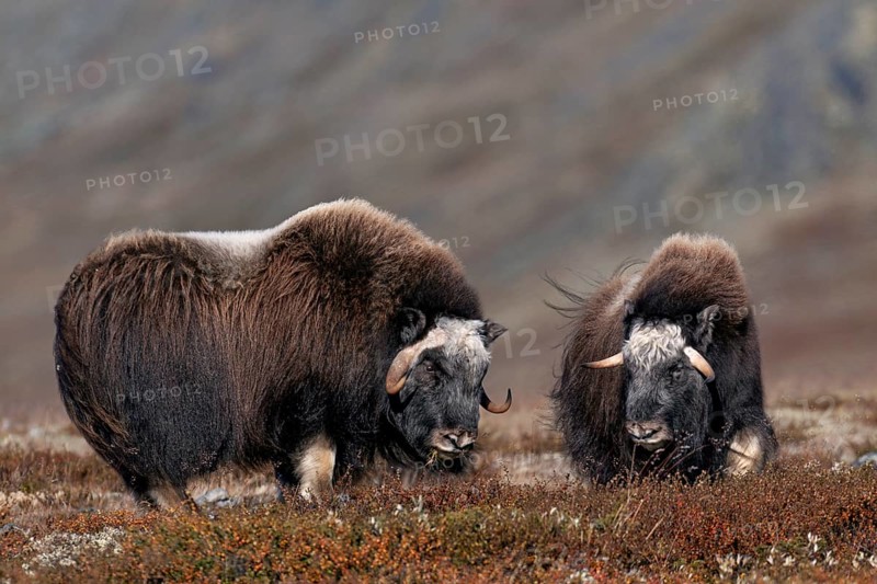 The size of the horns on these two subadult musk oxen (Ovibos moschatus) is impressive, autumn, Ruska, autumn colours, Tundra landscape, Norway