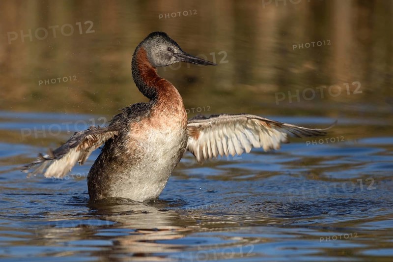 Great Grebe (Podiceps major) flapping, Santiago Metropolitan, Chile