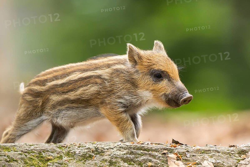 Wild boar (Sus scrofa) piglet running in a forest, Bavaria, Germany