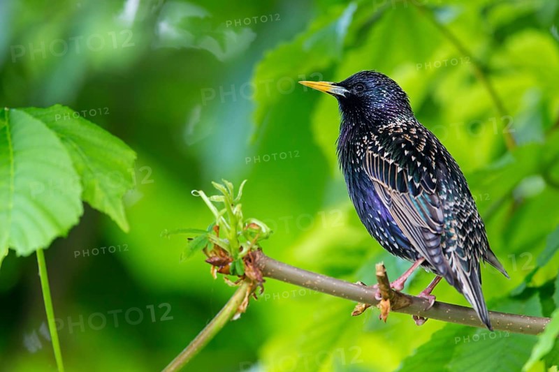Starling, Starling, European Starling, Common Starling, Sturnus vulgaris, Etourneau sansonnet, Estornino Pinto, Mannheim, Baden-Württemberg, Germany