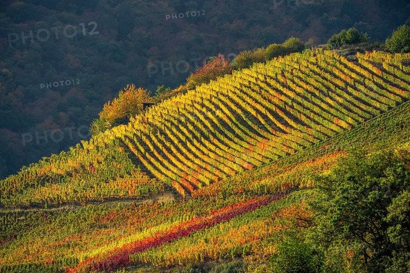Vineyards in autumn in the central Ahr valley, near Mayschoß, Rhineland-Palatinate