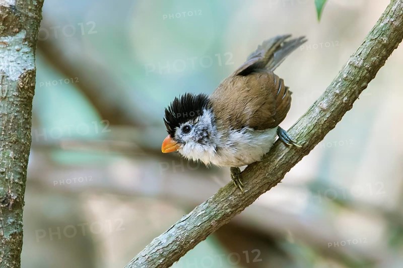 Black-headed Parrotbill (Psittiparus margaritae), Di Linh, Vietnam