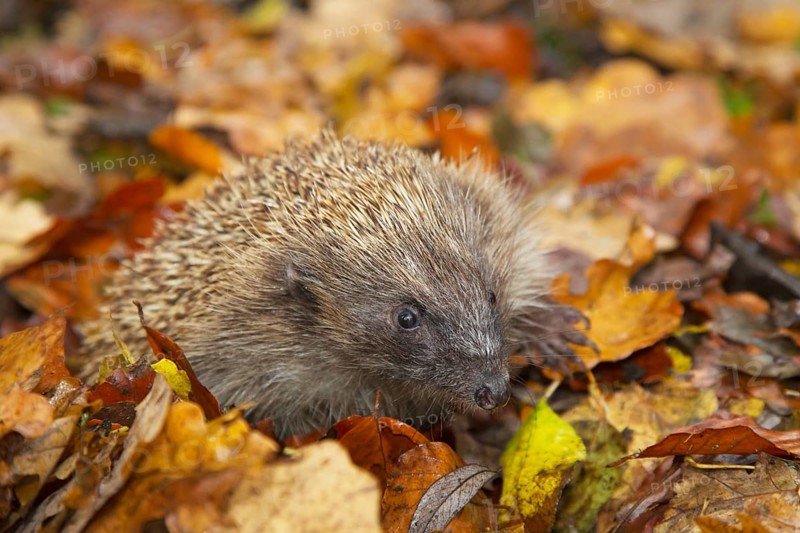 European hedgehog (Erinaceus europaeus) adult animal on a pile of fallen autumn colour leaves in a garden during hibernation, Suffolk, England, United Kingdom