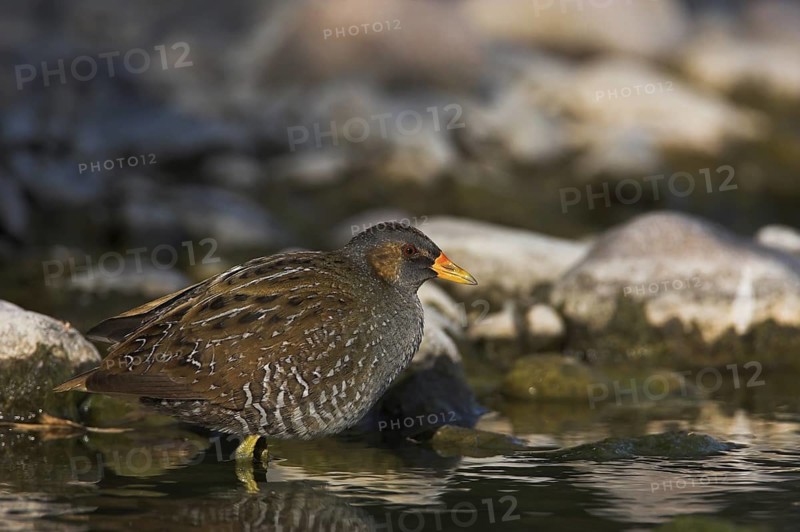 Spotted Crake (Porzana porzana), Lesvos, Greece