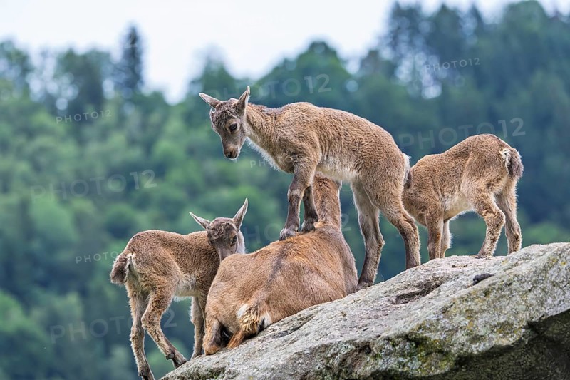 Three young ibexes (Capra ibex) climb and play on their mother, who is lying on a rock. A forest can be seen in the background. Carinthia, Austria