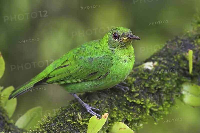 Green Honeycreeper (Chlorophanes spiza) female, Costa Rica