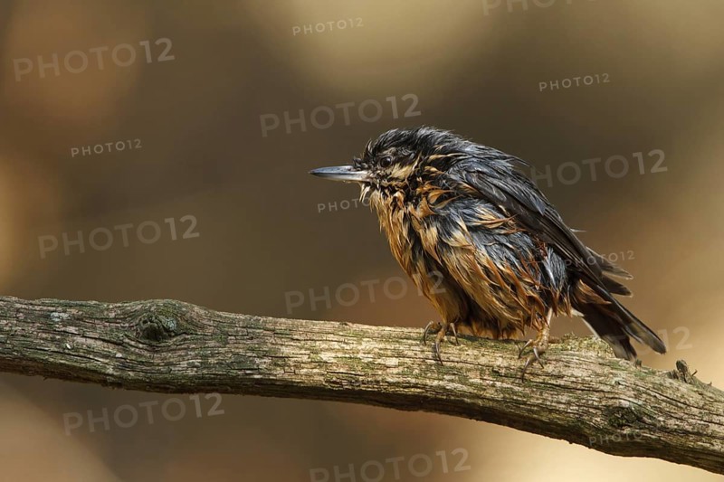 Eurasian Nuthatch (Sitta europaea), Utrecht, Netherlands