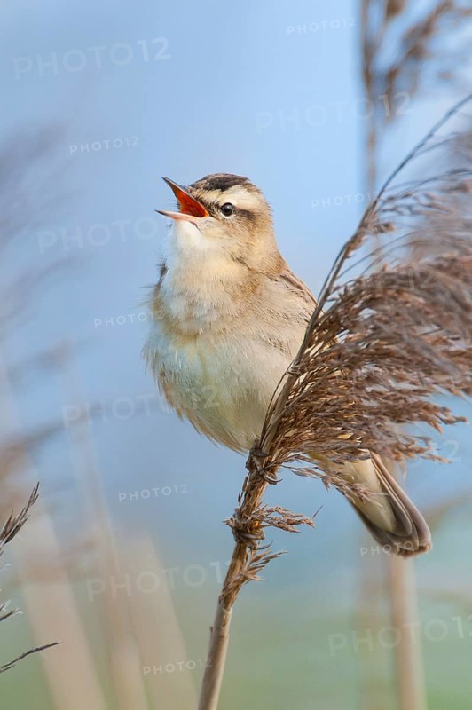 Sedge Warbler (Acrocephalus schoenobaenus) singing, Lower Saxony, Germany
