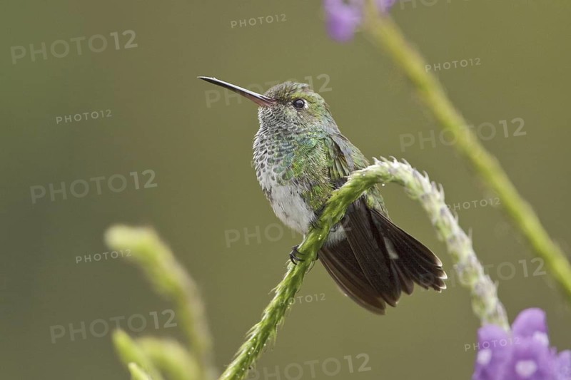 Glittering-throated Emerald (Amazilia fimbriata), Ecuador